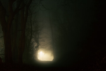 A spooky forest road at night