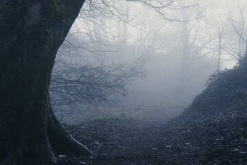 A fairy tale forest on a foggy day