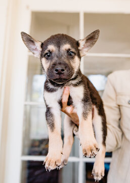 puppy headshot