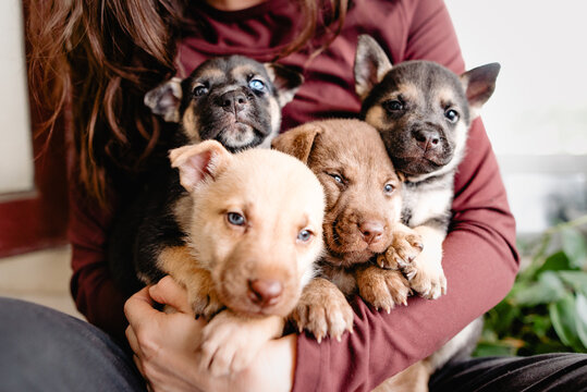 tiny puppy litter in arms