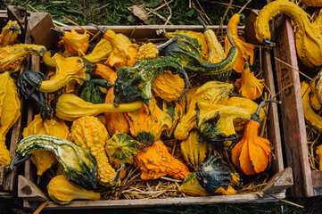 variety of pumpkins on hay background, autumn harvest, halloween concept