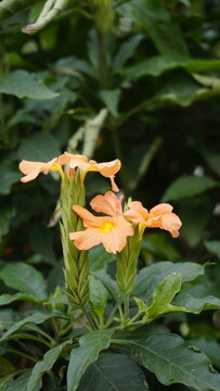 Crossandra infundibuliformis also known as Firecracker flower is species of flowering plant in the family Acanthaceae.