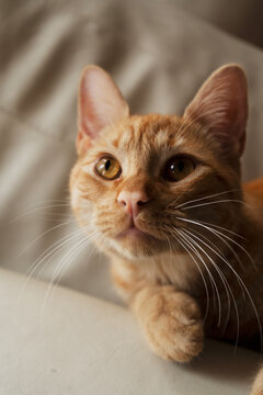 Close-up view of cute furry red cat lying on floor at home