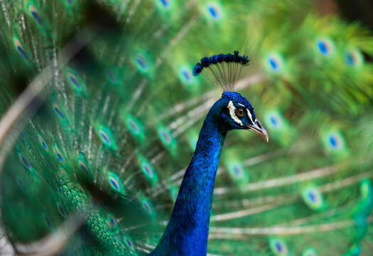 Peacock nature image Bird head   in Costa Rica 