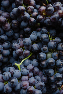 Black grapes close up