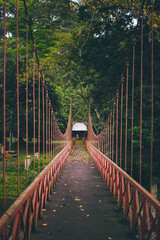 Red Bridge in The Bogor Botanical Garden Forest