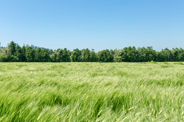 Barley is swaying in the wind in the field.