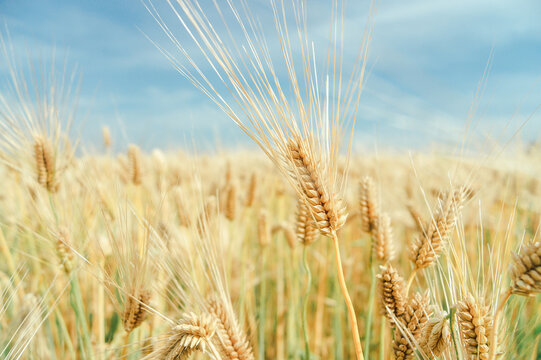 Barley in the barley field.