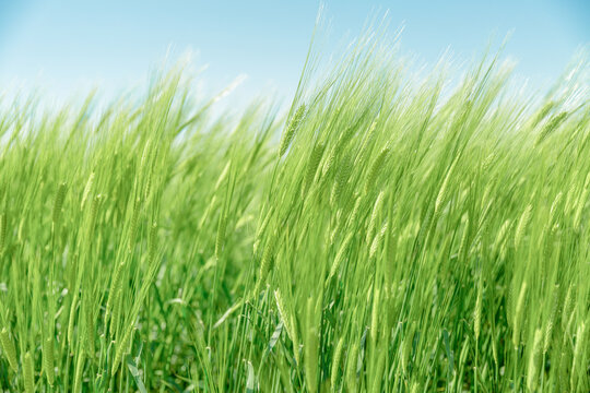 Green barley swaying in the wind.