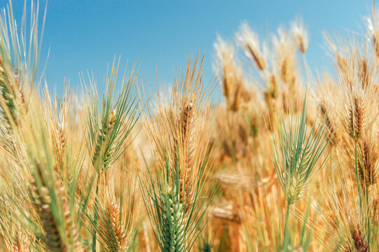 close-up of barley in a barley field.