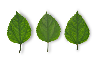 rose mallow leaf on white background