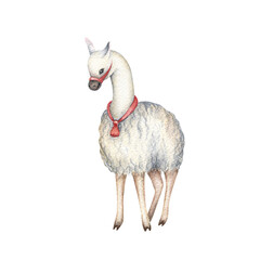 Obraz premium Cute llama. Watercolor circus illustration isolated on white background. Wild animal. Vintage style. Hand painted drawing for postcards, invitations, scrapbooking
