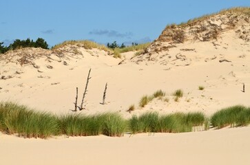 sand dunes in the desert near Leba Baltic - obrazy, fototapety, plakaty