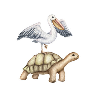 Cute pelican and turtle. Watercolor circus illustration isolated on white background. Wild animals. Vintage style. Hand painted drawing for postcards, invitations, scrapbooking