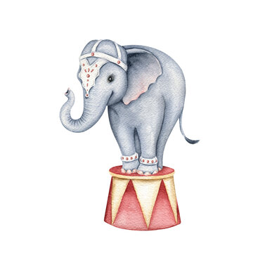 Cute circus elephant on a circus stand. Watercolor illustrations isolated on white background. Wild African animal. Vintage style. Hand painted drawing for postcards, invitations, scrapbooking
