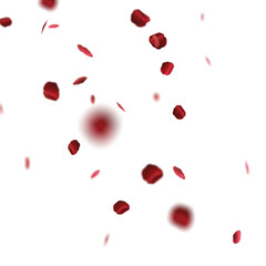 Red Roses Petals in transparent background