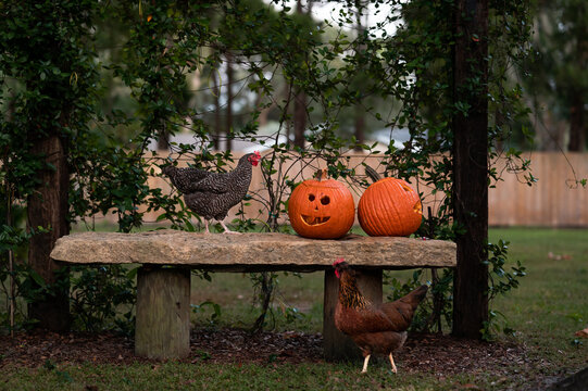 Backyard chickens interested in pumpkins