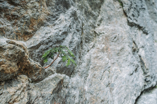 Small pine tree growing from a cliff wall.