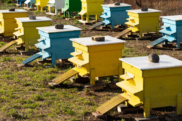 Blue and yellow hives on the meadow.
