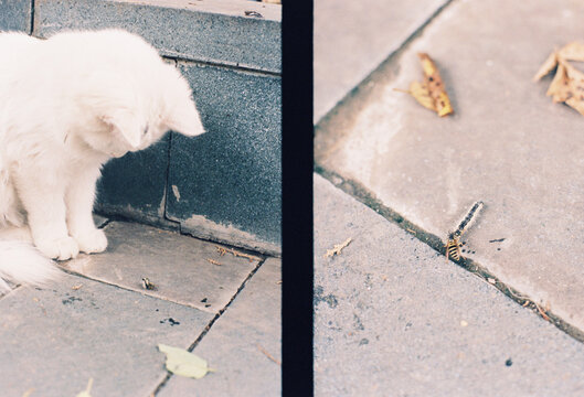 The white cat stares at the bee and duels with the caterpillar