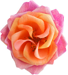 Paper distant drums rose flower handmade from crepe paper