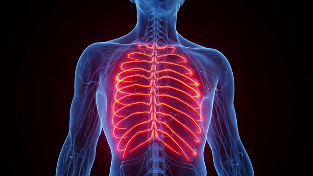 3D rendered medical animation of a man's intercostal nerves