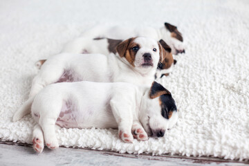 Newborn puppy sleeping