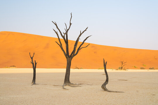 Dead trees and dunes in desert, Namibia, Africa.