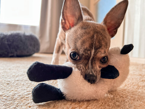 Chihuahua playing with chew toy