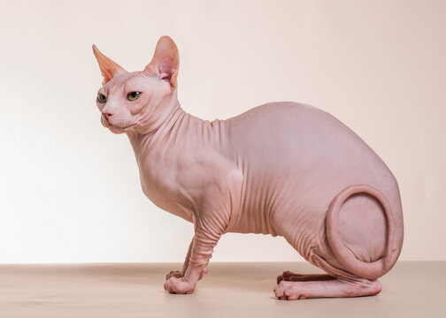 Canadian Sphinx