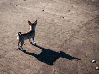 Chihuahua at beach
