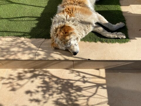 A stray dog taking nap on sunlight at the daytime of winter morning