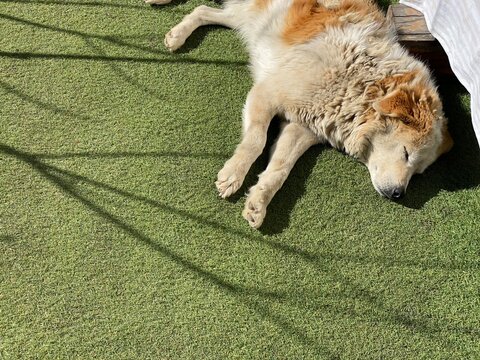 A Stray Dog Taking Nap On Sunlight At The Daytime Of Winter Morning