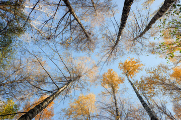 Yellow birch forest from below sky view. Autumn.