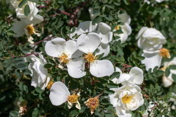White rosehip flowers in nature.
