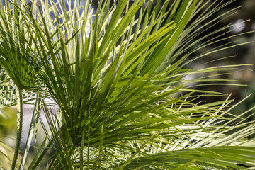 Obraz na płótnie Canvas Palm trees, green leaves, natural landscape.