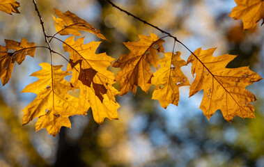 Yellow autumn maple leaves against the blue sky.