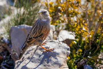 Alpine Accentor (Punella collaris) on rocks in the Southern Alps of France