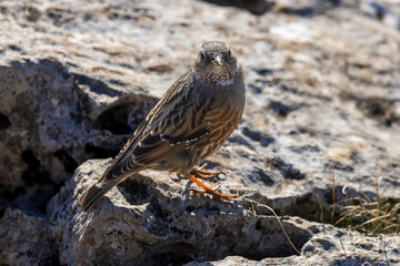 Alpine Accentor (Punella collaris) on rocks in the Southern Alps of France