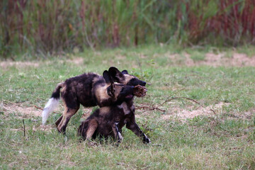 Two of puppies of African wild dog, African hunting dog, African painted dog or painted wolf (Lycaon pictus) fighting for for the head of prey.