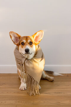 Corgi in hat and scarf