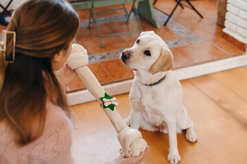 Dog receiving a bone as Christmas present