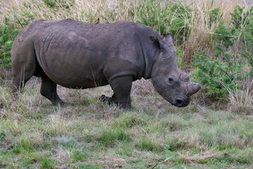 The white rhinoceros or square-lipped rhinoceros (Ceratotherium simum) in the savannah in the yellow grass with green bushes in the background.Big rhinoceros on the plain.