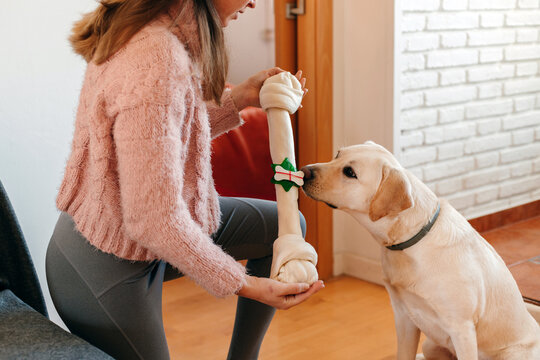Dog receiving a bone as Christmas present
