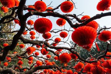 Red Asian Lanterns on tree