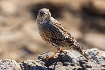 Alpine Accentor (Punella collaris) on rocks in the Southern Alps of France