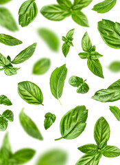 Fresh green organic basil leaves flying isolated on white background. With clipping path. Food...