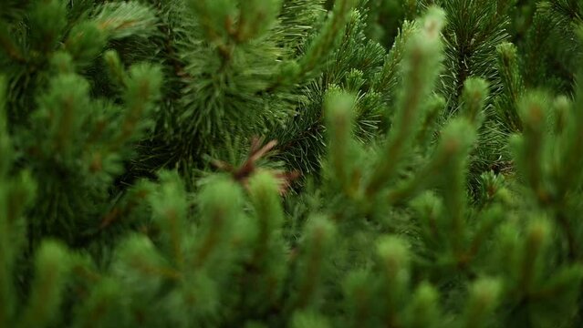 Sharpening on pine branches - Slow motion shots of plant and botanical backgrounds with shallow depth of field
