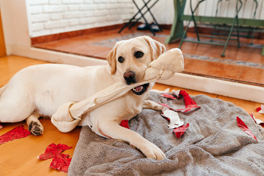 Labrador dog eating a bone and making a mess