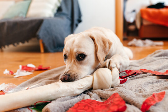 Labrador dog eating a bone and making a mess